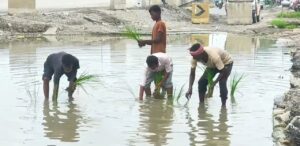 NH-19 की सर्विस रोड बनी ‘झील’, गड्ढों और जलजमाव से परेशान लोगों ने सड़क पर रोपा धान