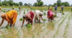 भागलपुर में कमजोर मानसून से धान की रोपनी पिछड़ी