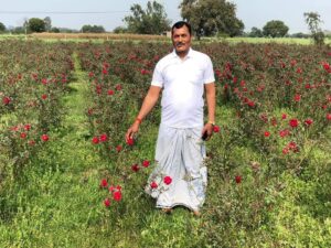 कलकतिया गेंदे’ की खेती से चमकी कानपुर के किसान की किस्मत