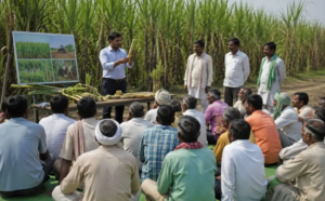 बिहार में गन्ना किसानों के लिए बड़ी खुशखबरी, मुफ्त मिलेगा बीज; 200 एकड़ में खेती का लक्ष्य