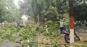 मुख्यमंत्री सचिवालय के बाहर बड़ा हादसा टला, विशालकाय पेड़ गिरने से मची अफरा-तफरी