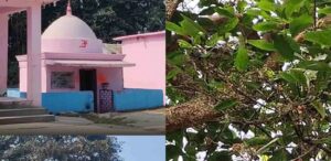 सीता कुंड धाम में उगता है ‘खिचड़ी का पेड़’, माता सीता से जुड़ी है अनोखी लोककथा