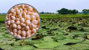 अब कश्मीर में उगेगा मिथिला का मखाना, दरभंगा के वैज्ञानिक किसानों को देंगे ट्रेनिंग