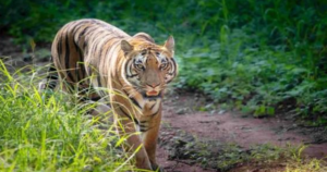 बिहार से बक्सा टाइगर रिजर्व पहुंची बाघिन, जंगल में छोड़ी जाएगी; रेडियो कॉलर से होगी निगरानी