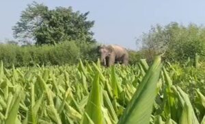 जंगली हाथियों का तांडव, बुजुर्ग की मौत और मासूम बच्चा घायल; गांव में मची अफरा-तफरी